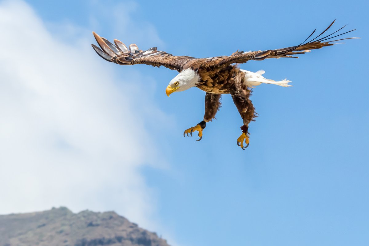 Белоголовый Орлан Гранд каньон