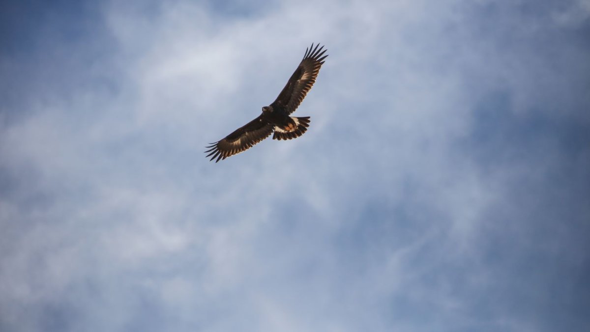 Орел в полете в горах