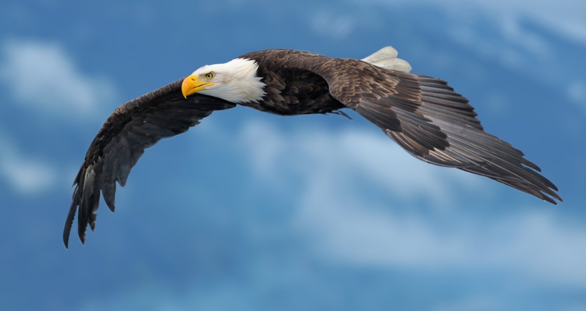 Парящий Орел