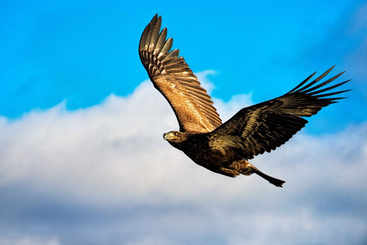 Орёл Орлан белоголовый