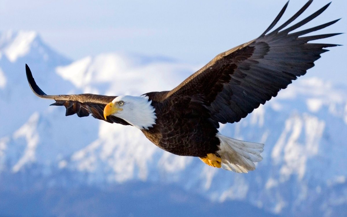 Ястреб Стервятник