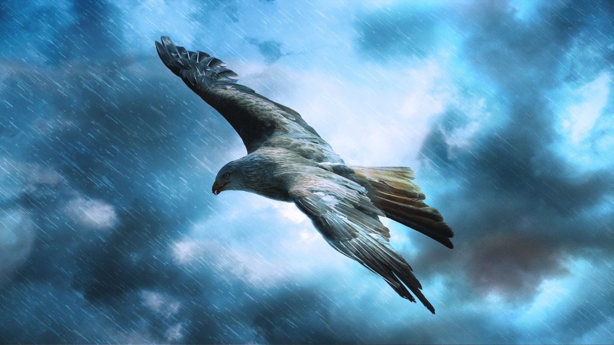 Орёл в полёте