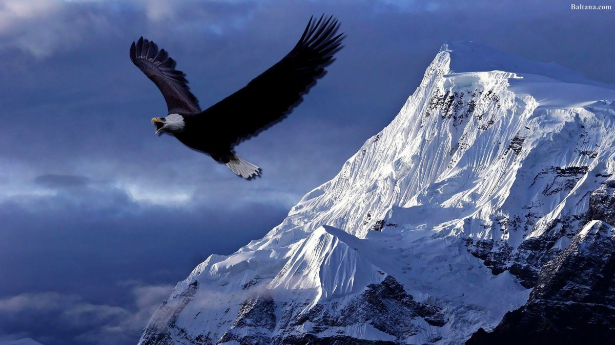 Птицы в горах