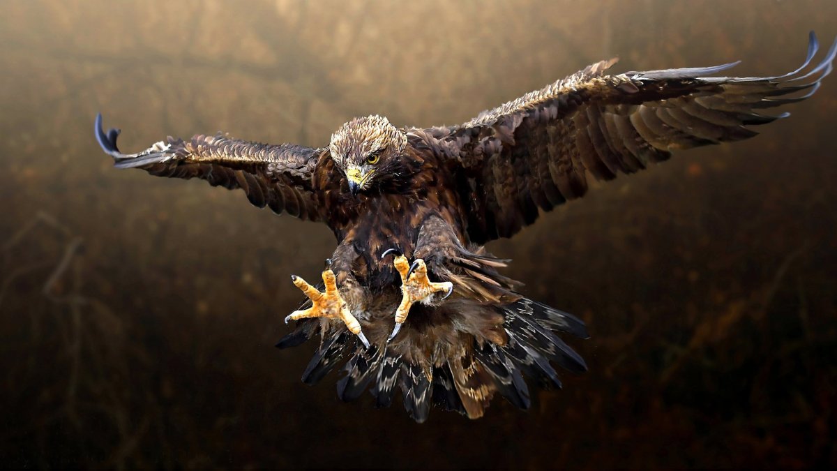 Орел в небе