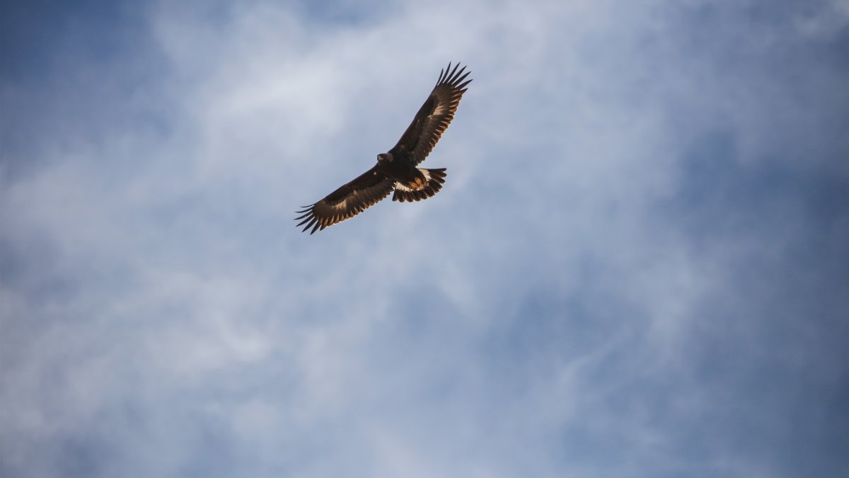 Орел птица арт