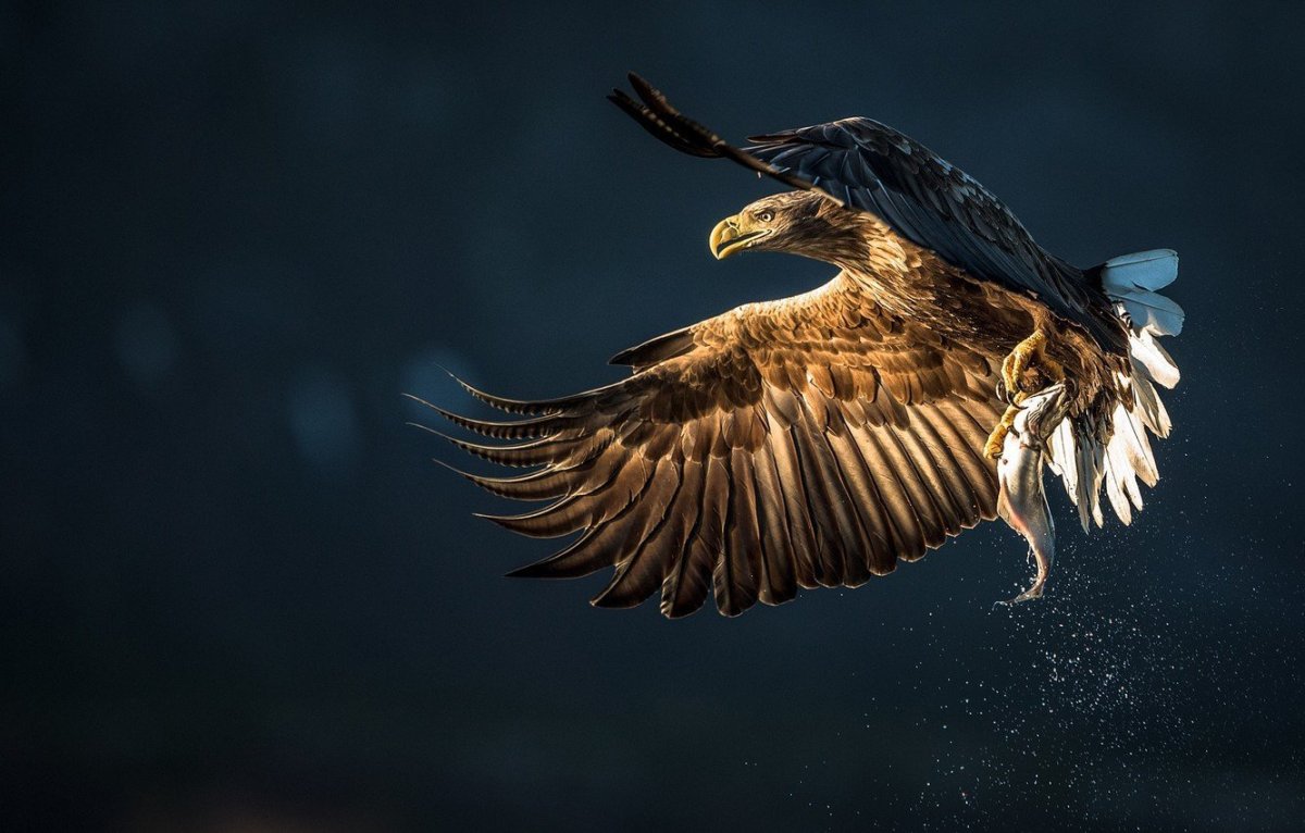 Птица над горами