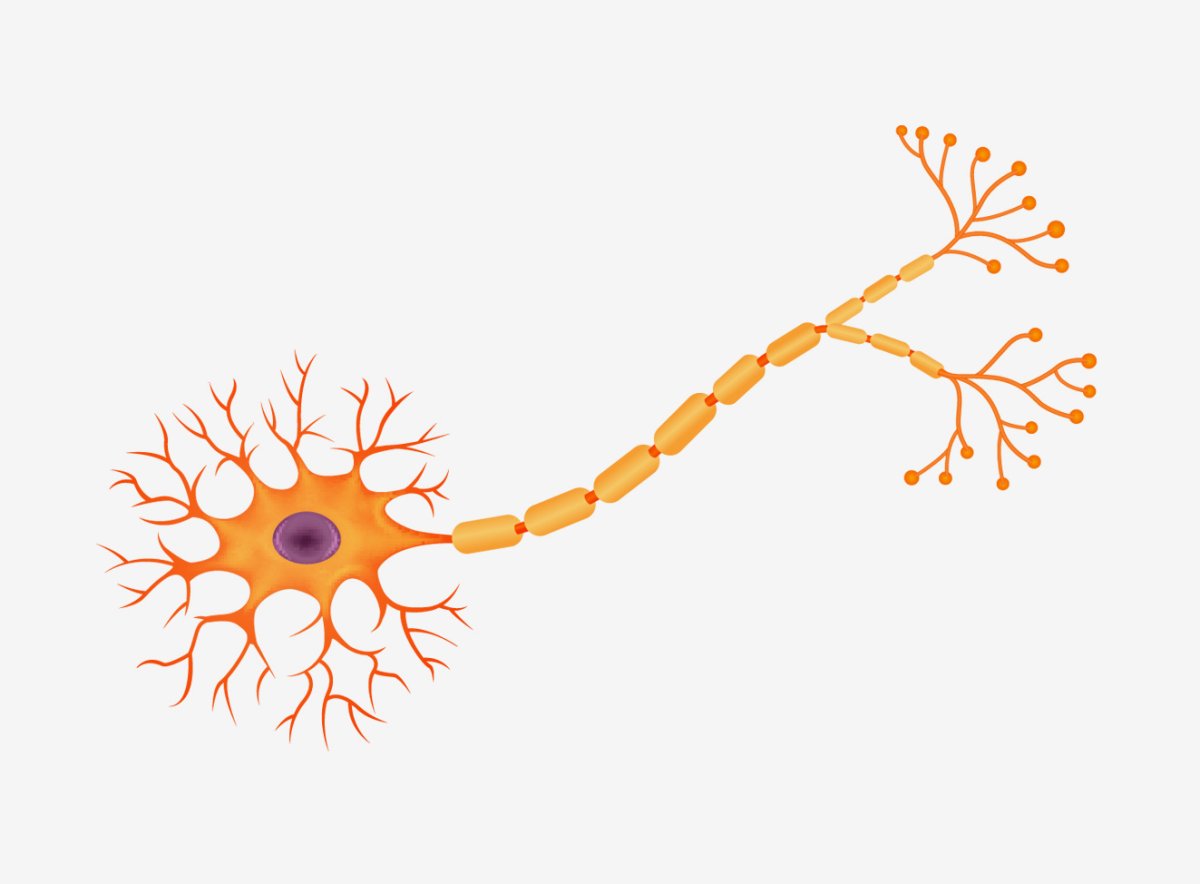 Нервные клетки на белом фоне