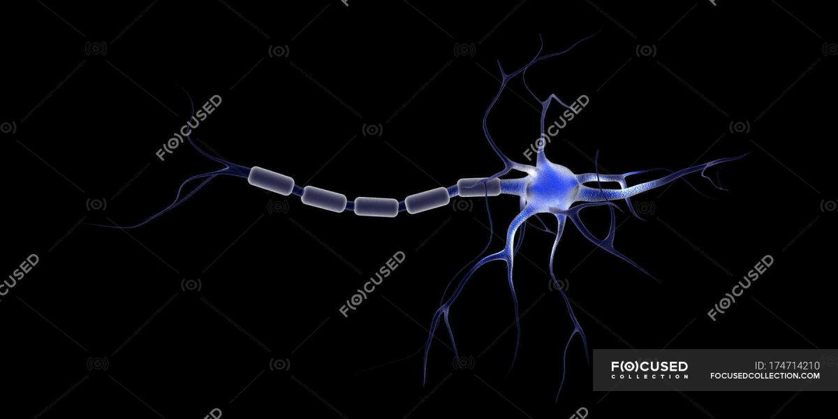 Нейронные связи без фона