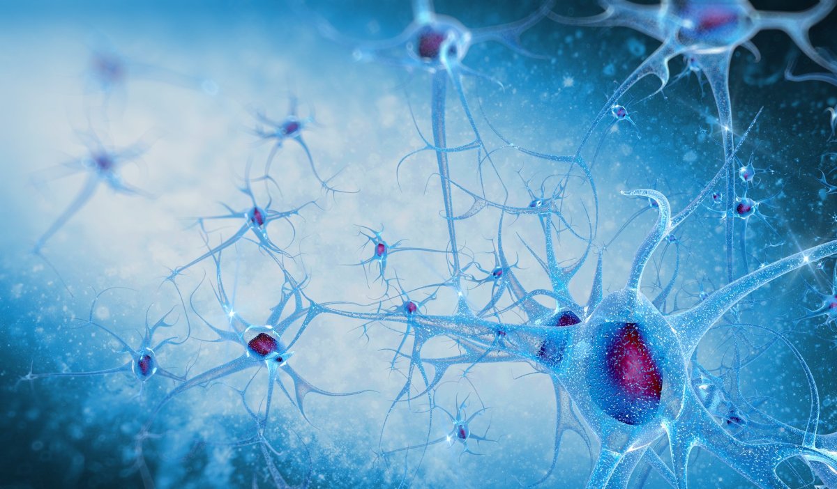 Нейроны головного мозга