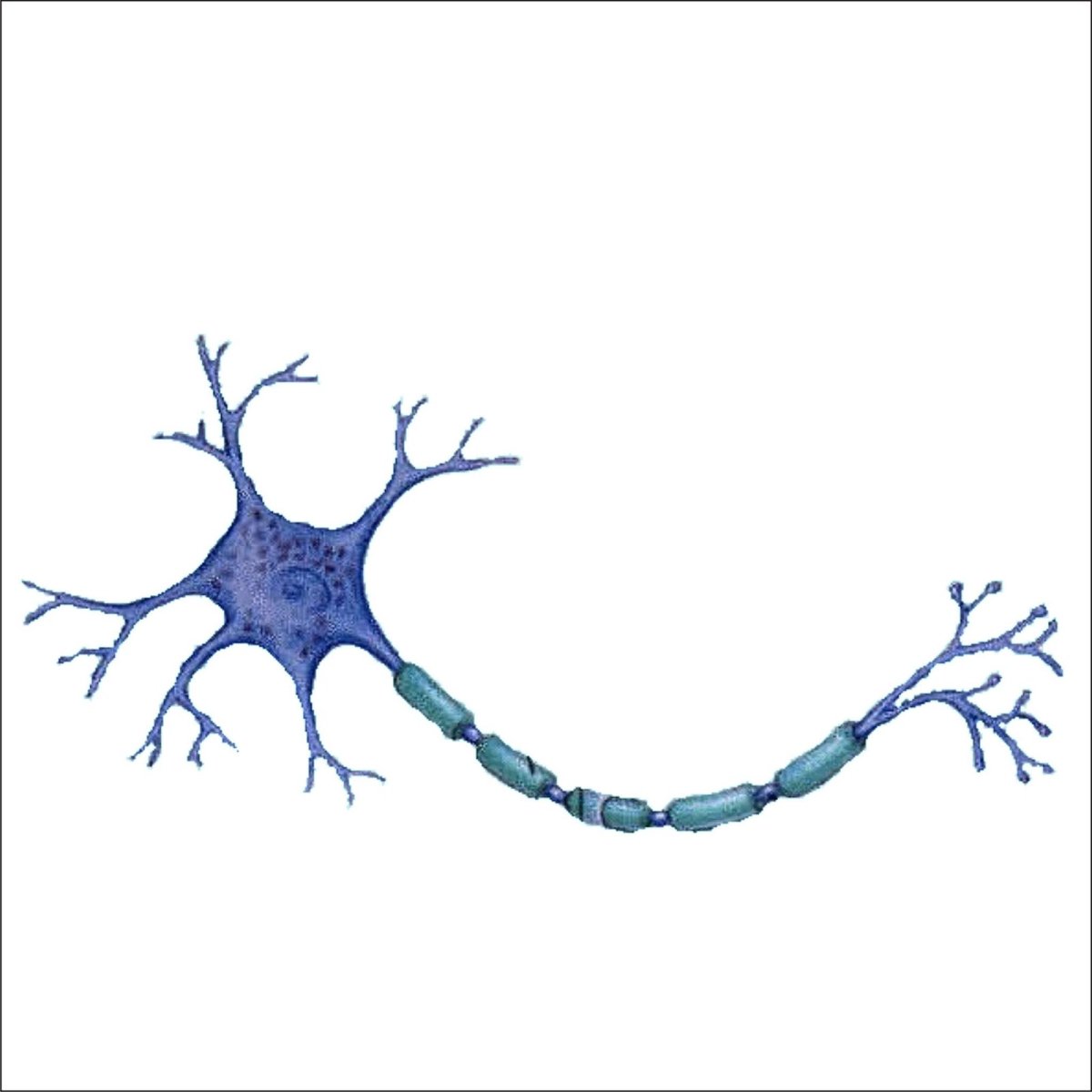 Питание нервных клеток