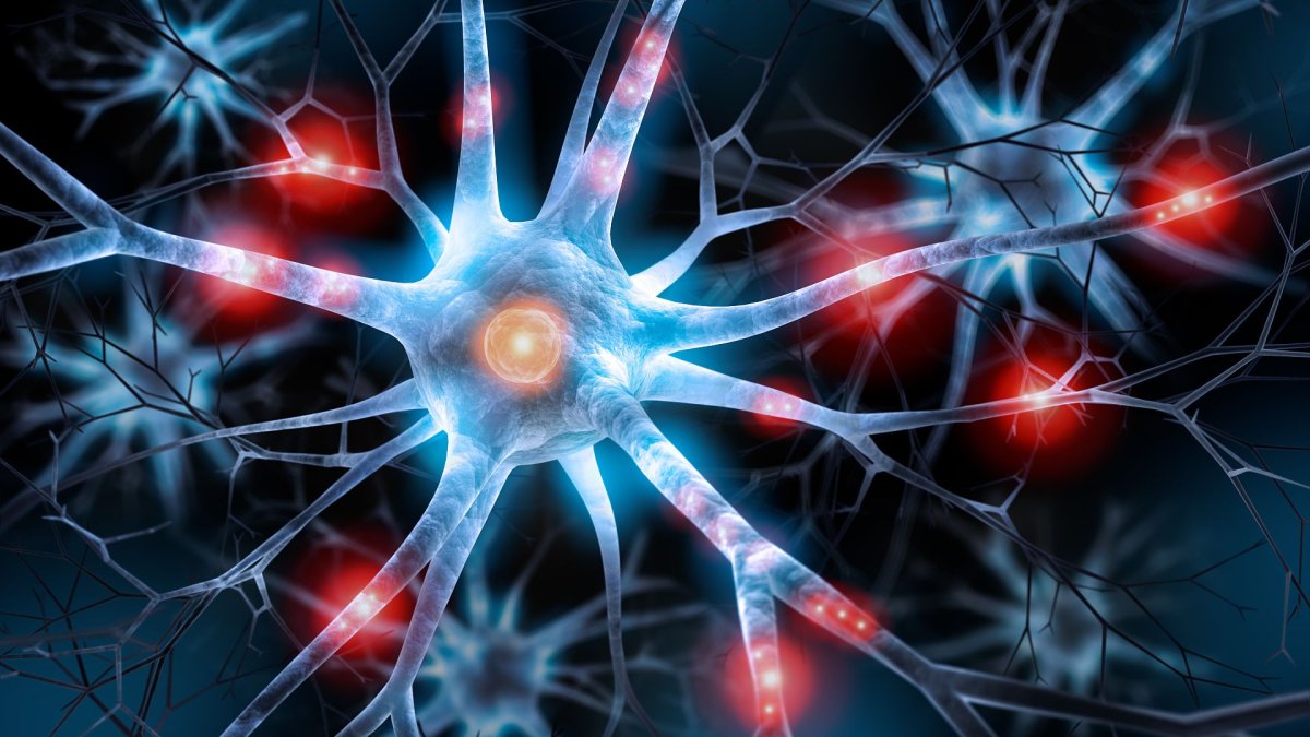 Нервная система человека