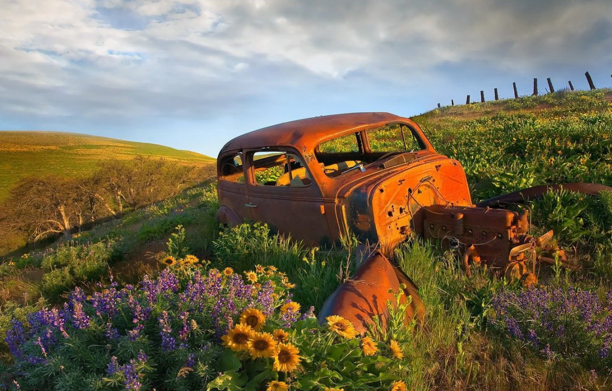 Машина в цветочном поле