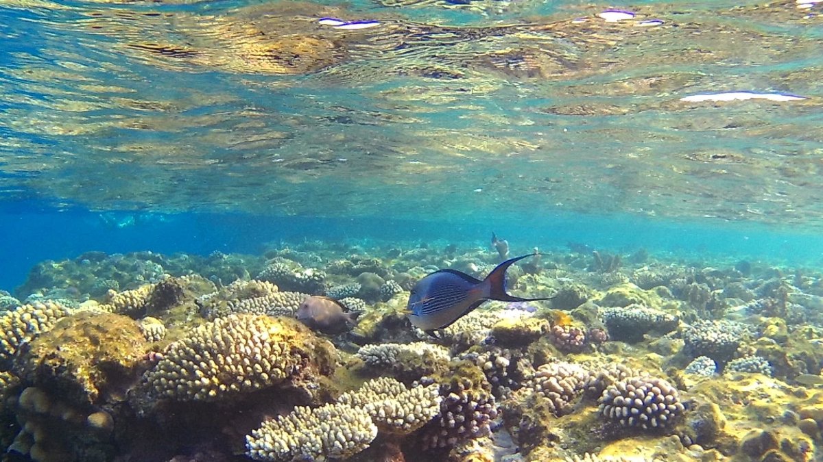 Египет красное море фото