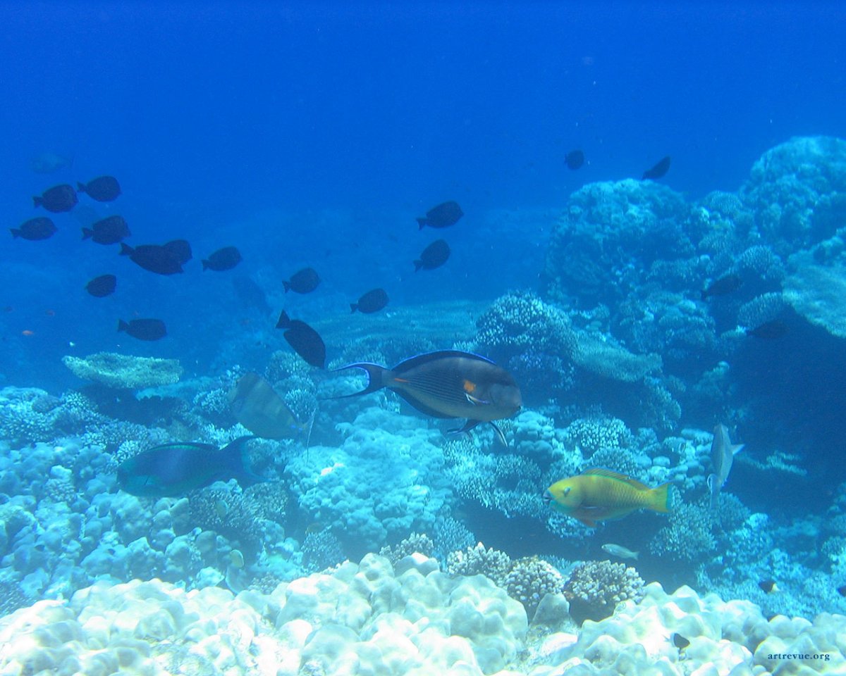 Коралловые рифы Египет Макади