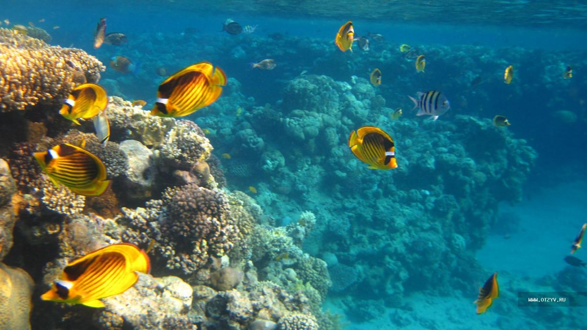 Шарм-Эш-Шейх море