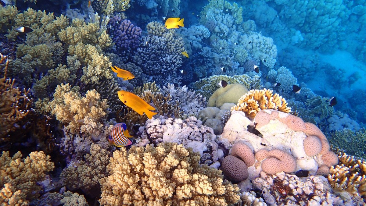 Риф Шарм-Эль-Шейх