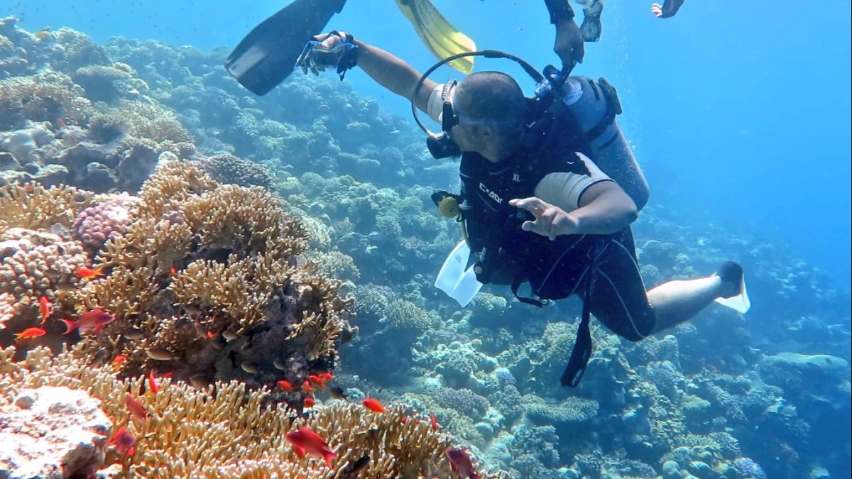 Дайвинг Шарм-Эль-Шейх