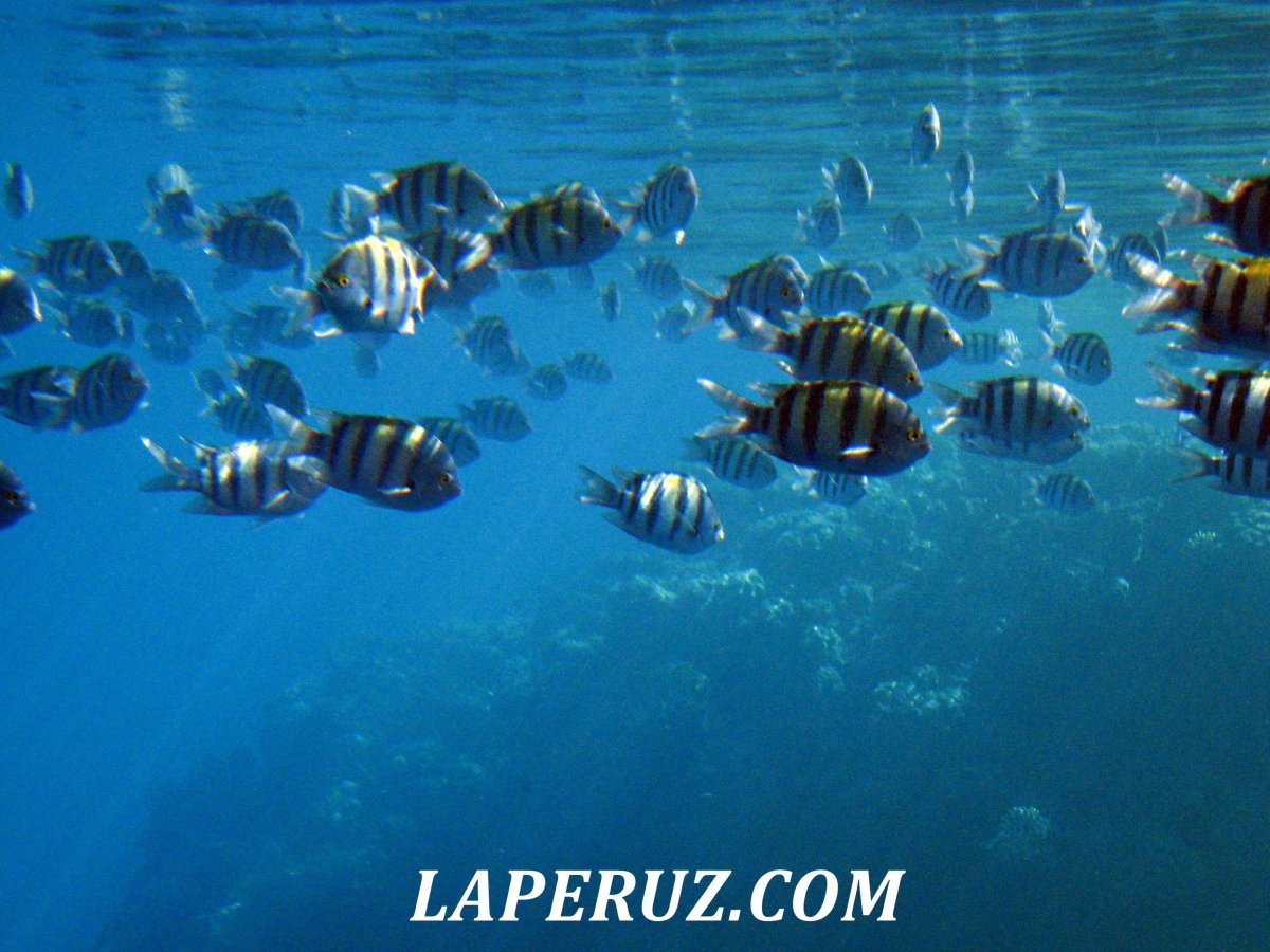 Шарм Эль Шейх море рыбы