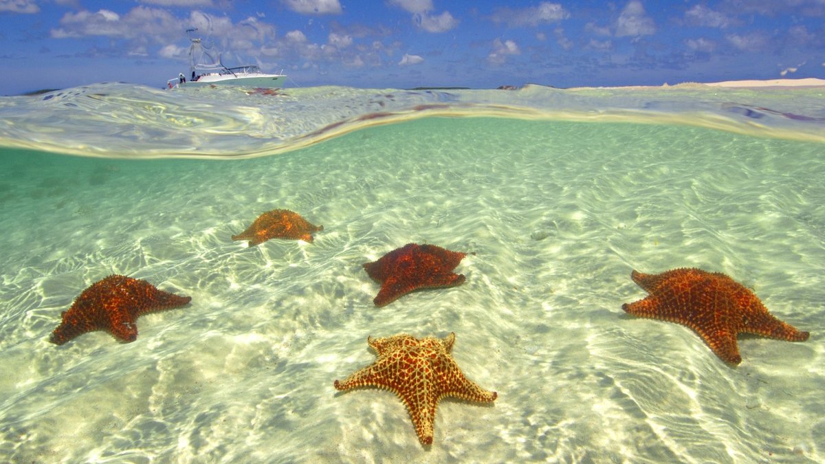 Морская звезда