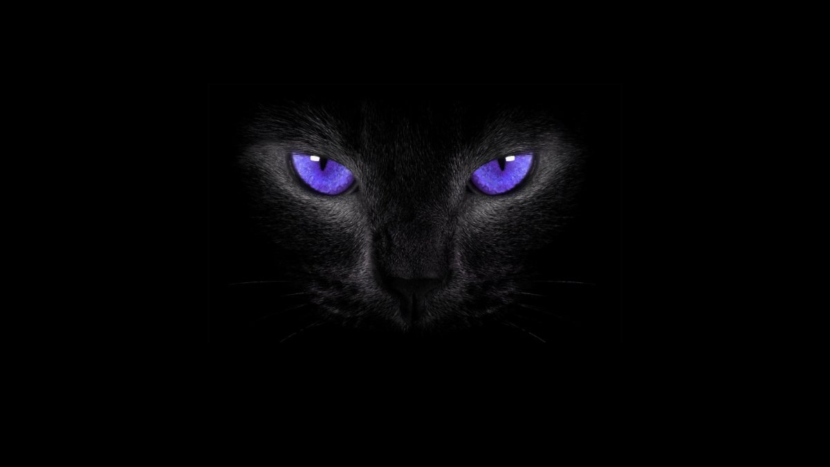 Чёрный кот в темноте с жёлтыми глазами