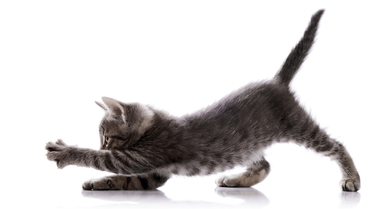 Котенок на белом фоне