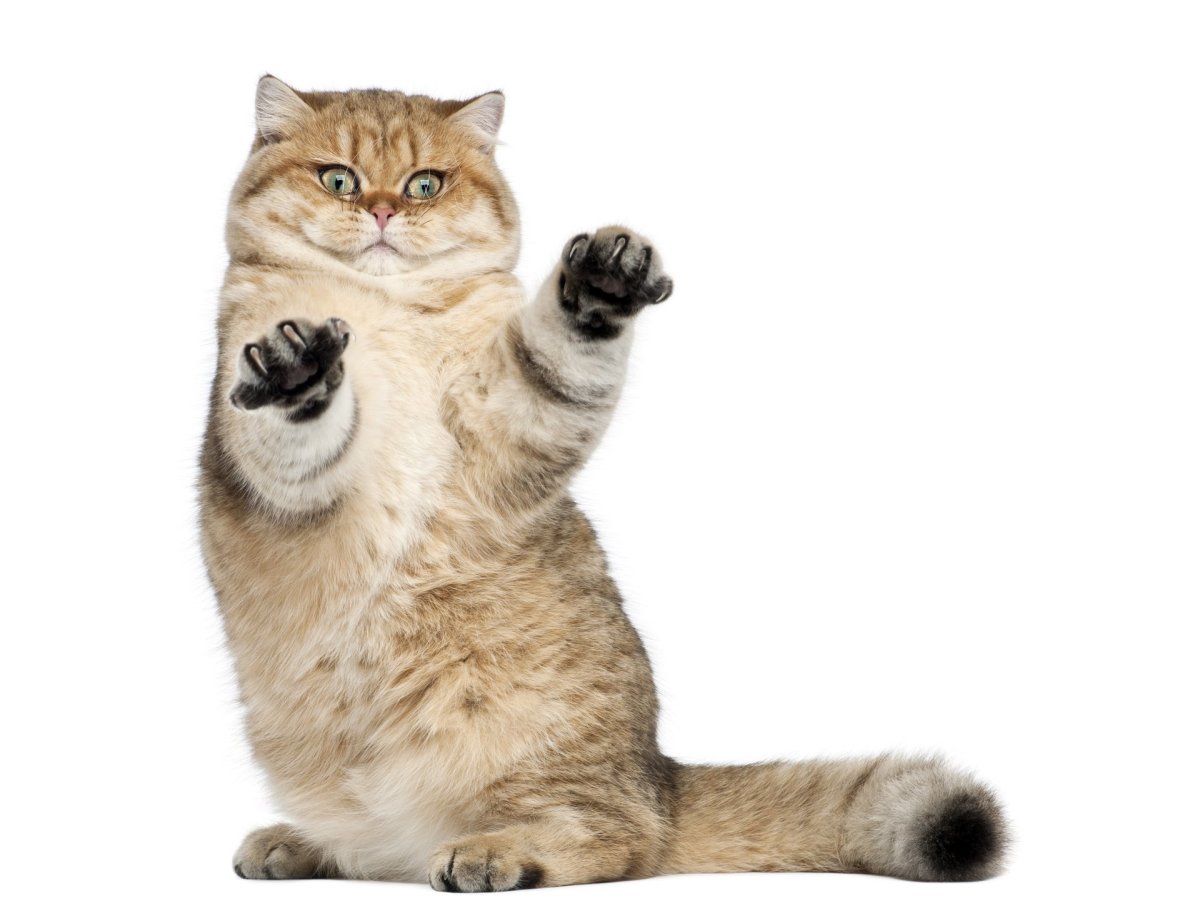 Кот в прыжке