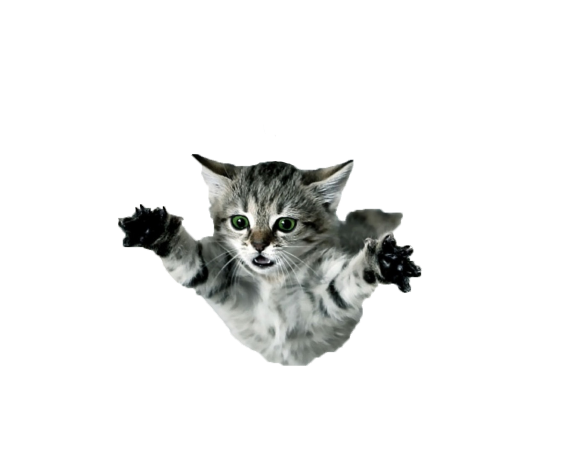 Смешной кот на белом фоне