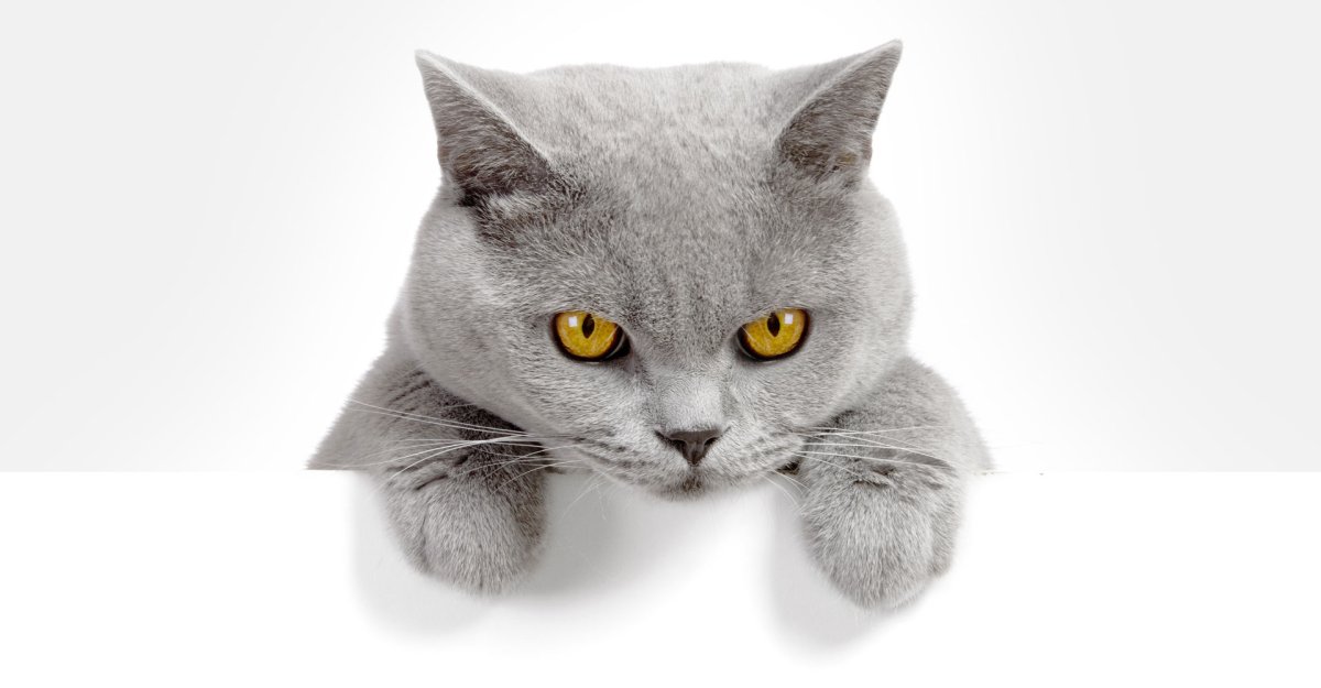 Кот выглядывает