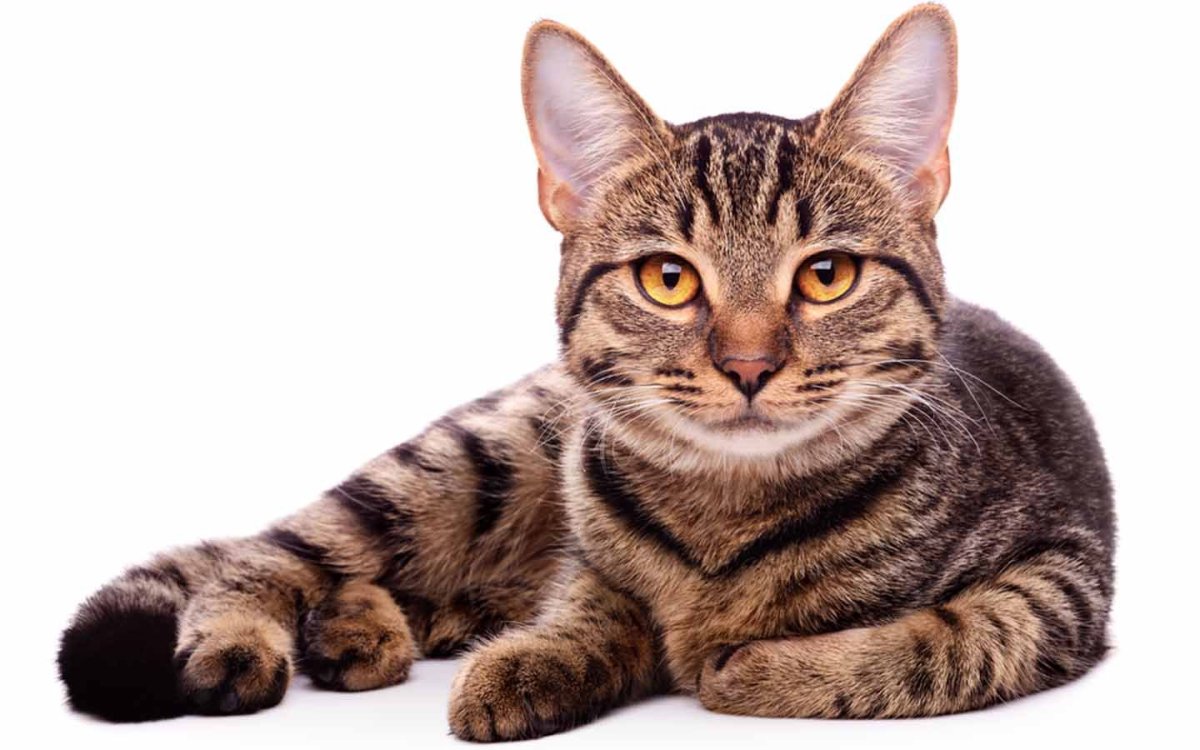 Кошка на белом фоне