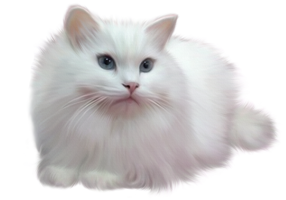 Белая кошка на прозрачном фоне