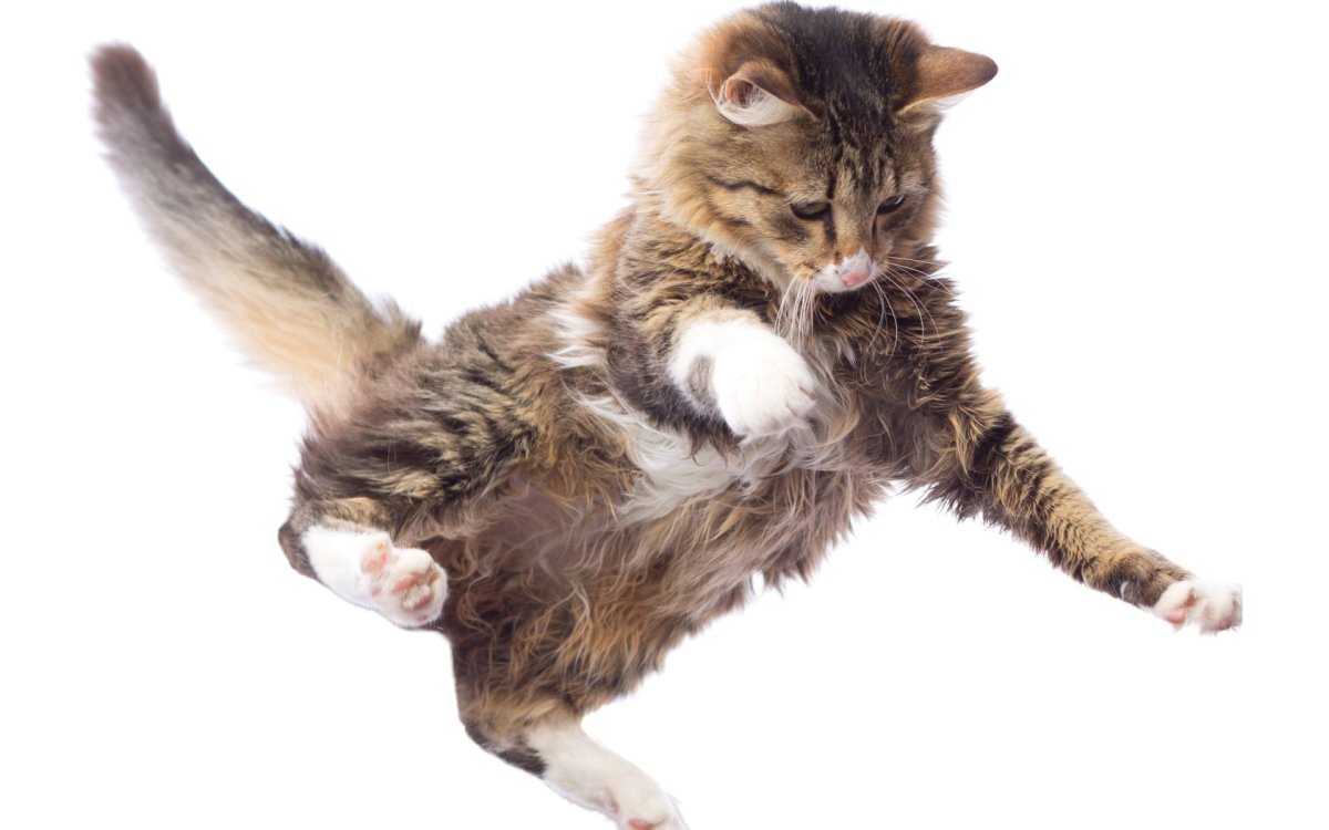 Летающий кот