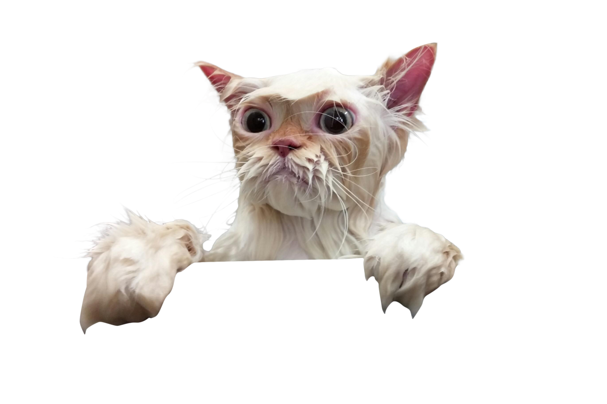 Кот на прозрачном фоне для фотошопа