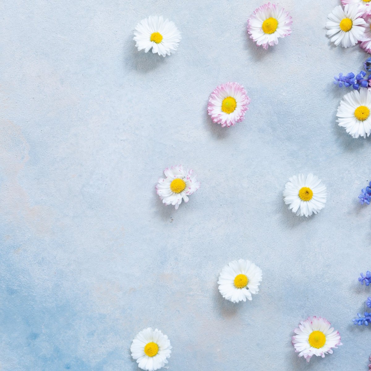 Красивый фон с ромашками