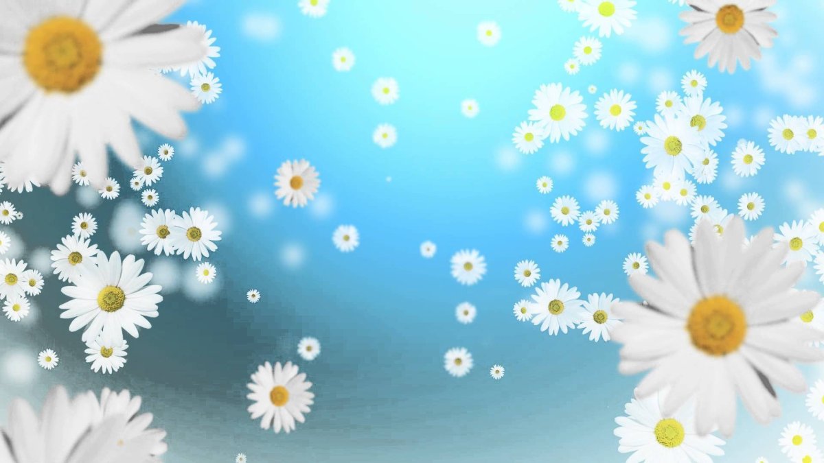 Эстетичные цветы ромашки