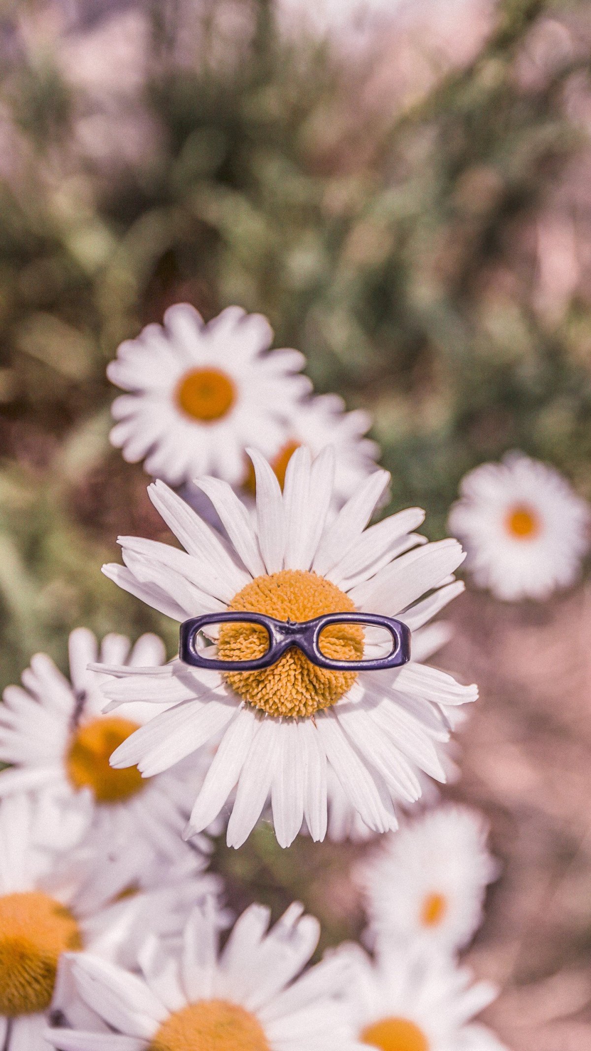 Ромашки классные