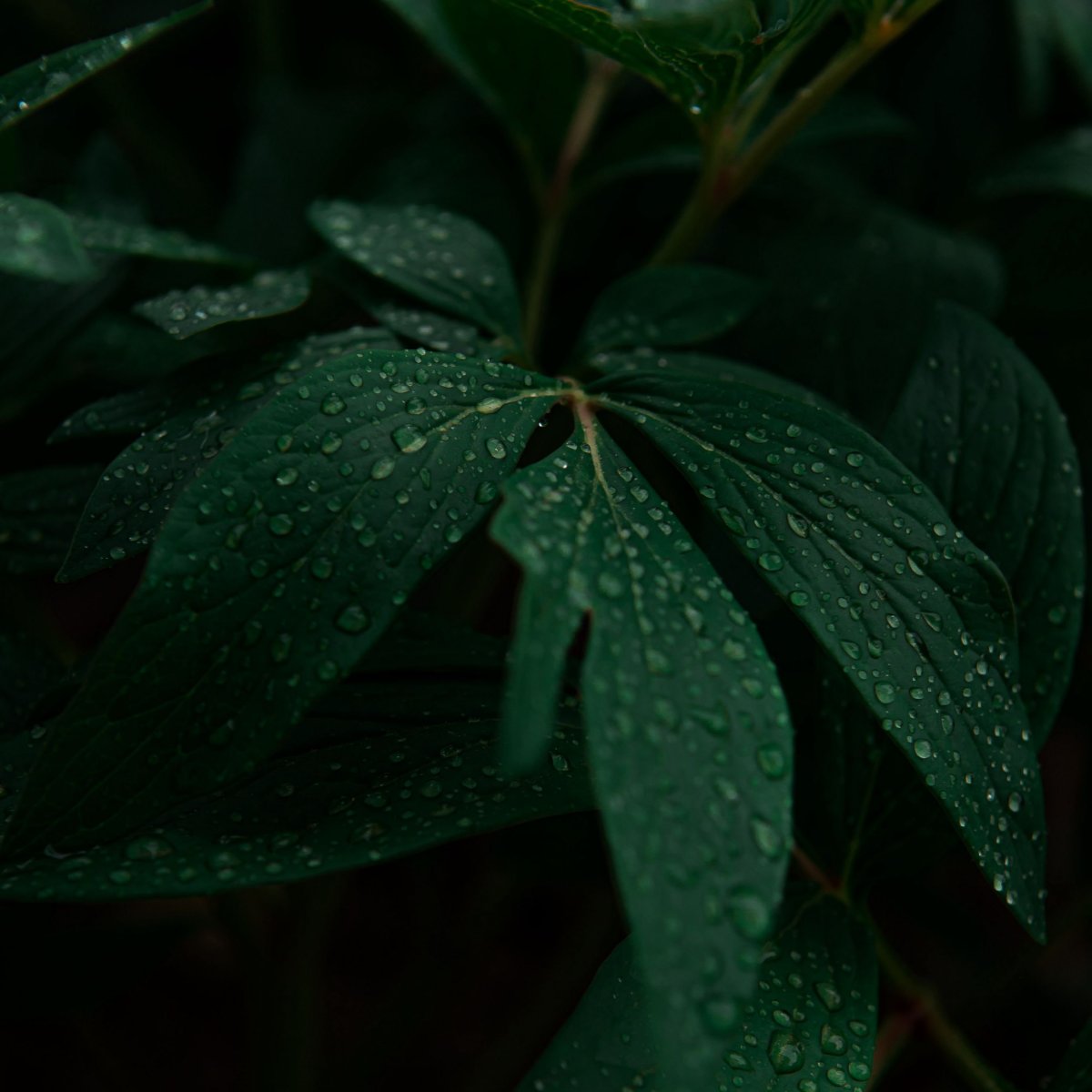 Ночные листья