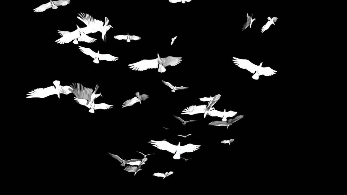 БЕЛАЯПТИЦА на чёрном фоне