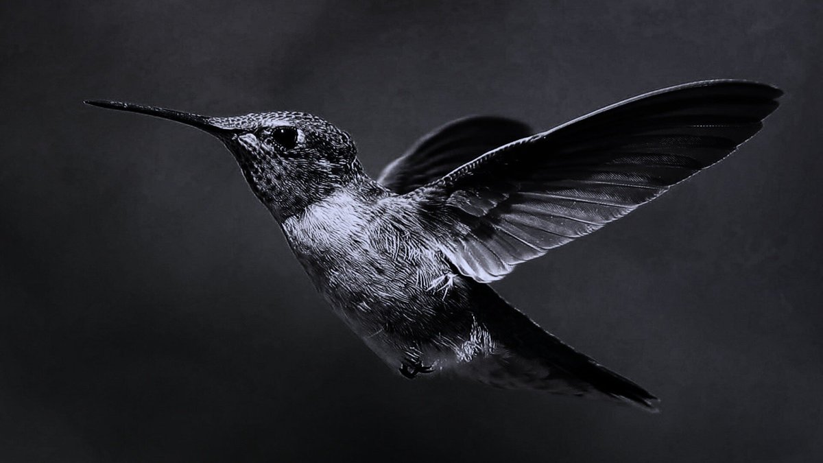 Черный якобинский Колибри