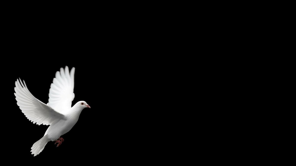 Ворона Минимализм