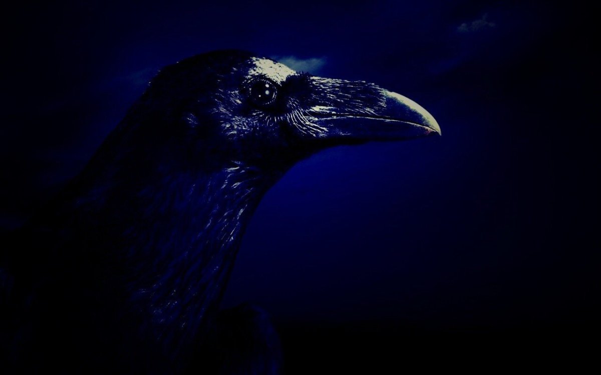 Черный ворон