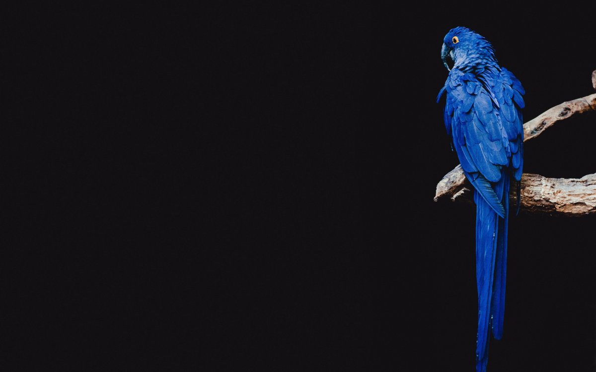 Красный ворон на черном фоне