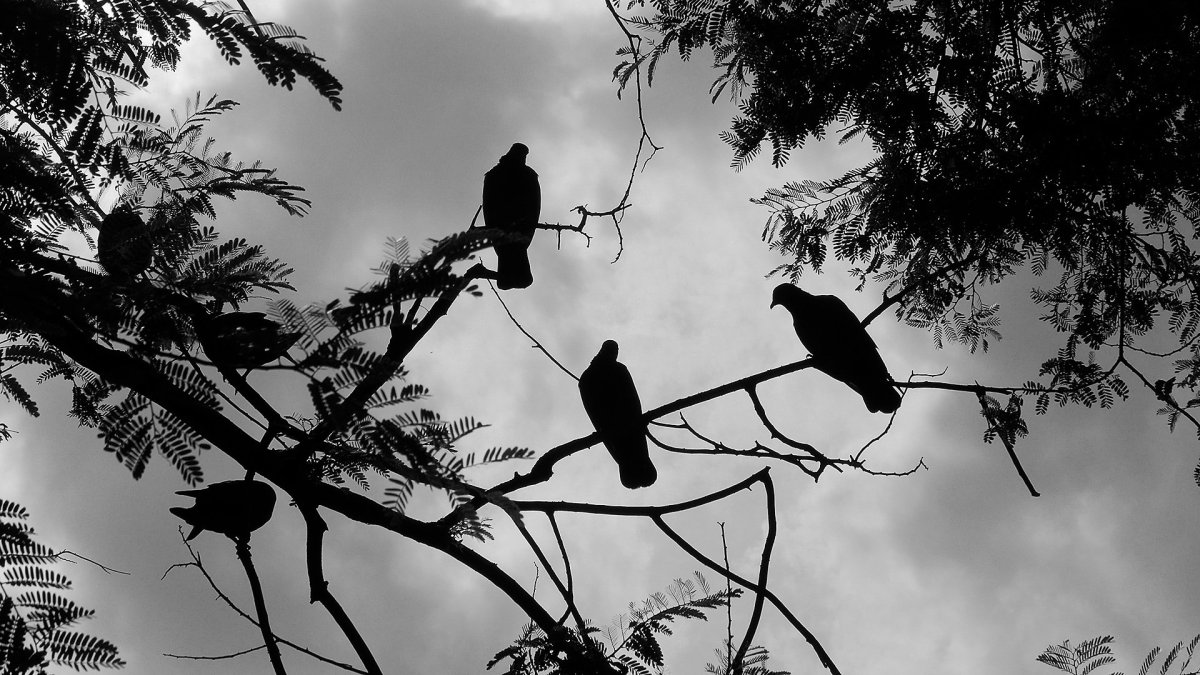 Птицы на дереве