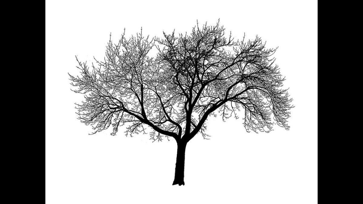 Дерево без фона
