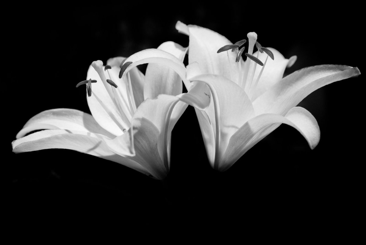 Картина белые лилии на черном фоне