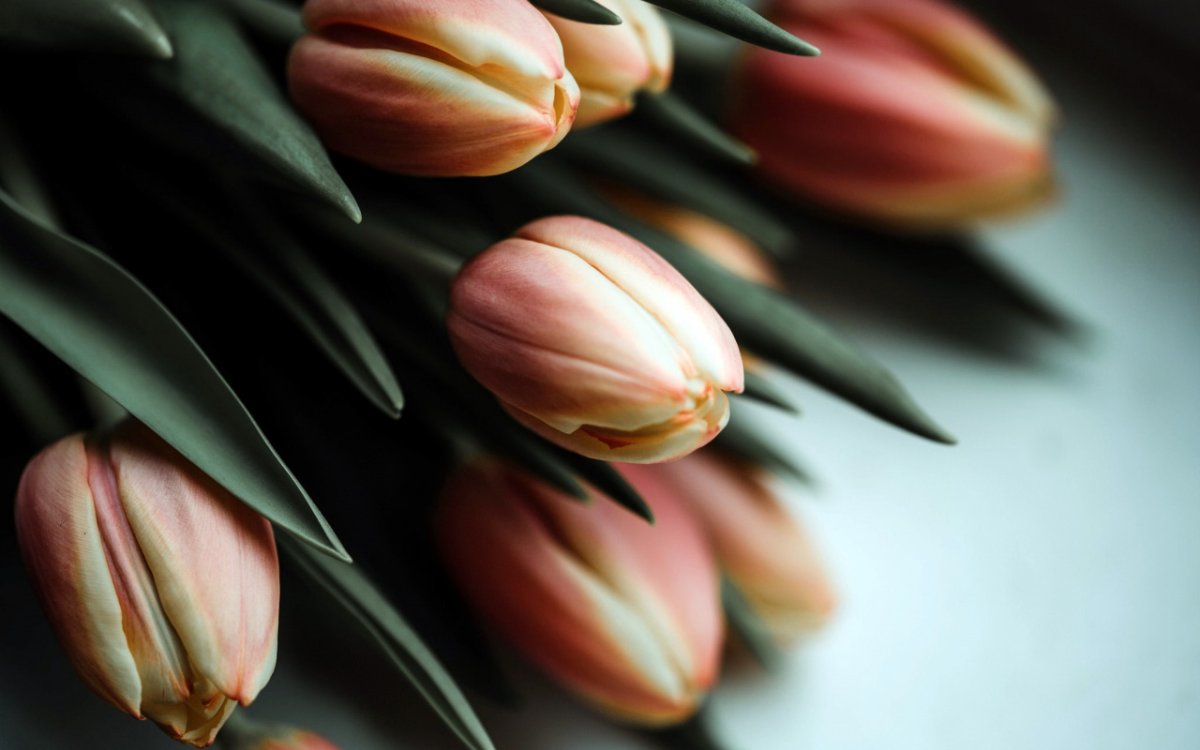Тюльпаны Пинтерест