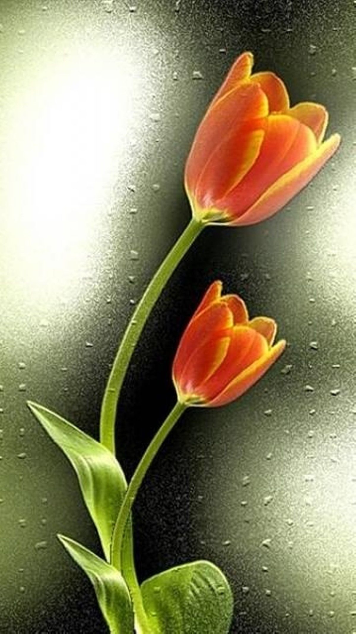 Картинки на телефон 360х640 анимация