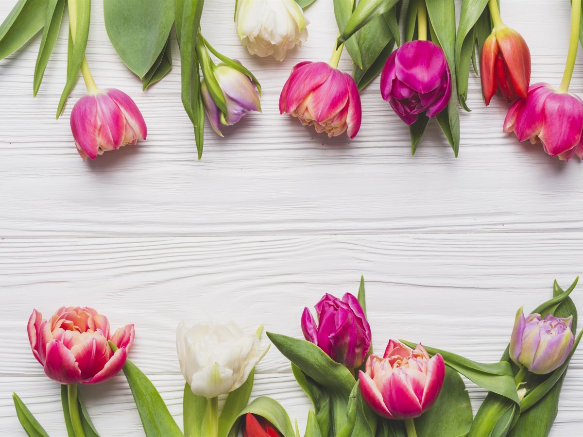 Фотофон с тюльпанами