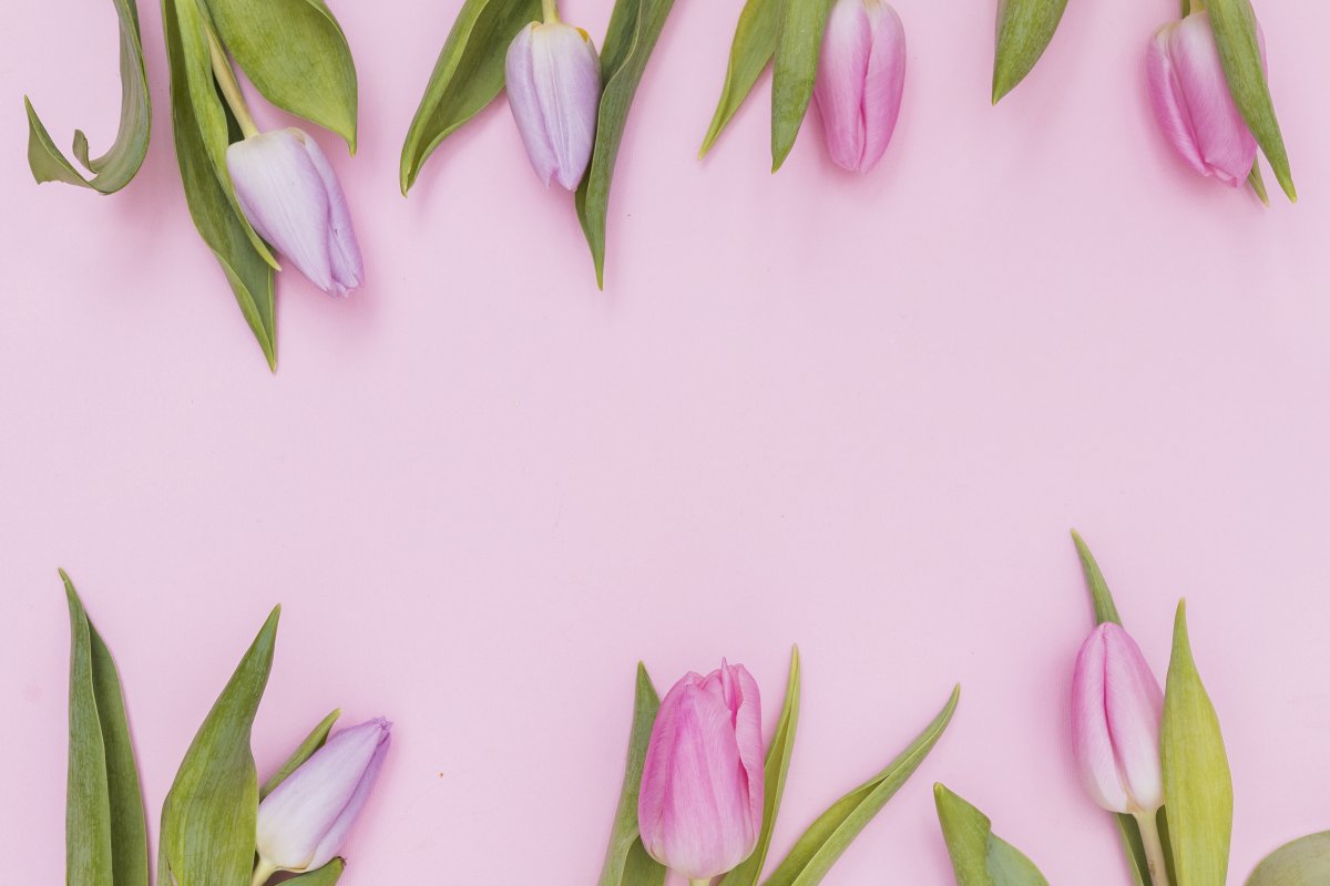 Тюльпаны на розовом фоне