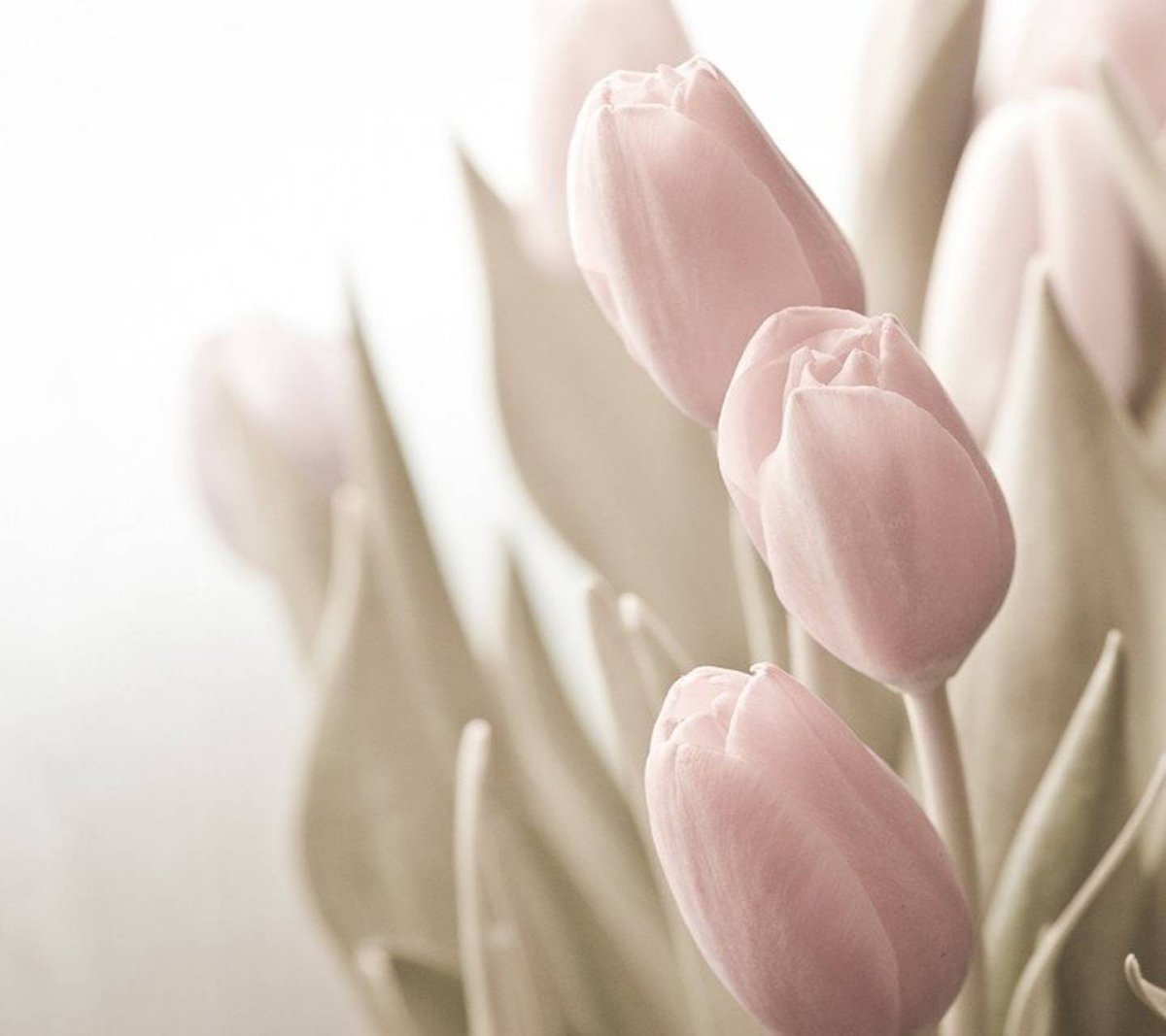 Бледно розовые тюльпаны