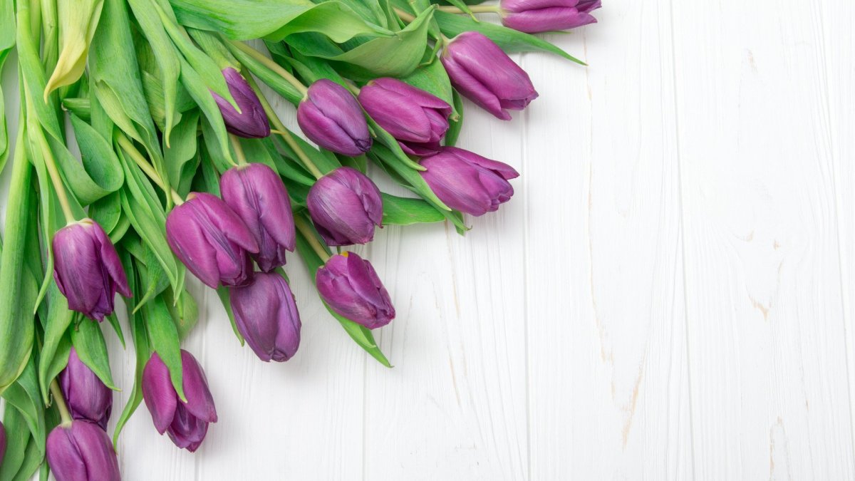 Тюльпаны фон
